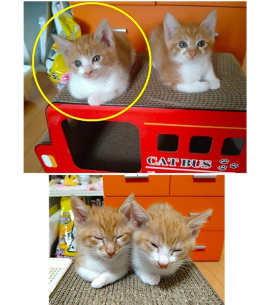 2025/11/4 掲載 ■名前: 子猫 25-K168 ■仮名: ■性別: オス ■年齢: 2ヵ月くらい ■ノミダニ駆除 済 ■寄生虫駆除 済 ■ワクチン接種 済(1回目) ■血液検査 猫エイズ、猫白血病ともに陰性 (まだ幼いので、生後6か月くらいでの再検査をおすすめします) 秋田市で保護されています 茶白の兄弟です とても仲良しで、二匹一緒に家族に迎えてくださる方希望です 瞳は茶色です ■連絡先:E・佐々木 電話 080-3489-7436 (仕事の都合により平日は18時半~21時までにお願いします)