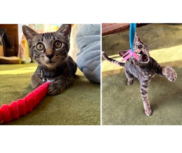 2025/11/5 掲載 ■名前: 子猫 25-K172 ■仮名: ■性別: オス ■年齢: 3.5か月くらい ■ノミダニ駆除 済 ■寄生虫駆除 済 ■ワクチン接種 済(4種混合) 1回目大仙市で保護されています 9月に保護した時は、後ろ足に力が入らなかったり、しっぽの付け根に傷があったりと体調不良ででしたが 今はすっかり良くなり元気いっぱいです! 人が大好きでずっと抱っこで眠ります ■連絡先:E・佐々木 電話 080-3489-7436 (仕事の都合により平日は18時半~21時までにお願いします)