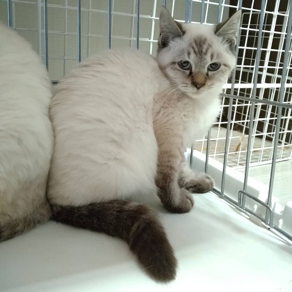 予約になりました 12/42025/11/6掲載 ■名前:子猫 25-K175■性別:オス■年齢:4~5ヵ月くらい■ノミダニ・寄生虫駆除済(ネクスガードキャットコンボ済)■血液検査済(猫エイズ・猫白血病共に陰性)■去勢手術済■ワクチン接種済(3種)人懐っこいシャム系の男の子そっくり兄弟攻撃性全くなく優しい性格母猫とそのエリアの子達を10頭近く血液検査済ですが猫エイズ・猫白血病がプラスの子は一匹も出ていません保護主さんのご意向によりこの子に限りますが単身男性男性と親だけの世帯賃貸にお住まいの方若い方だけの世帯への譲渡をお断りする場合がありますのでご了承ください■連絡先月~金曜日 18:30~21:00土~日曜・祝日 9:00~21:00※通話中の着信履歴が表示されません ショートメールの通知が鳴らないことが多いため 電話がつながらない時はしばらくしてからおかけ直しをお願いいたします※時間外のお電話・メールでの受付はしておりません嵯峨 080-3489-9874
