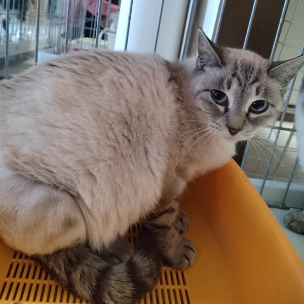 2025/11/7掲載		■名前:成猫　25-C39■性別:メス■年齢:1歳くらい■ノミダニ・寄生虫駆除済(ネクスガードキャットコンボ)■血液検査済(猫エイズ・猫白血病共に陰性)■避妊手術済■ワクチン接種済(3種)とても人懐っこく保護前にお外にいた時も人の後をくっついて歩く子でしたシャム系の美猫さんまっすぐしっぽ保護主さんのご意向によりこの子に限りますが単身男性男性と親だけの世帯賃貸にお住まいの方若い方だけの世帯への譲渡をお断りする場合がありますのでご了承ください■連絡先月～金曜日　18：30～21：00土～日曜・祝日　9：00～21：00※通話中の着信履歴が表示されません　ショートメールの通知が鳴らないことが多いため　電話がつながらない時はしばらくしてからおかけ直しをお願いいたします※時間外のお電話・メールでの受付はしておりません嵯峨　080-3489-9874