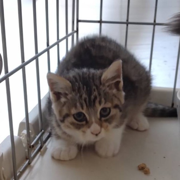 2025/11/20更新 ■名前:子猫 25-K180■性別:オス■年齢:2ヵ月くらい■ノミダニ・寄生虫駆除済(ネクスガードキャットコンボ済)■母猫の血液検査済(猫エイズ・猫白血病共に陰性)■ワクチン接種済(3種)ゴロゴロと喉を鳴らす甘えっ子おっとりした性格もふもふの柔らかい毛まっすぐしっぽ母猫とそのエリアの子達を10頭近く血液検査済ですが猫エイズ・猫白血病がプラスの子は一匹も出ていません感染症はほぼマイナスと思ってもらって大丈夫だと思います保護主さんのご意向によりこの子に限りますが単身男性男性と親だけの世帯賃貸にお住まいの方若い方だけの世帯への譲渡をお断りする場合がありますのでご了承ください■連絡先月~金曜日 18:30~21:00土~日曜・祝日 9:00~21:00※通話中の着信履歴が表示されません ショートメールの通知が鳴らないことが多いため 電話がつながらない時はしばらくしてからおかけ直しをお願いいたします※時間外のお電話・メールでの受付はしておりません嵯峨 080-3489-9874