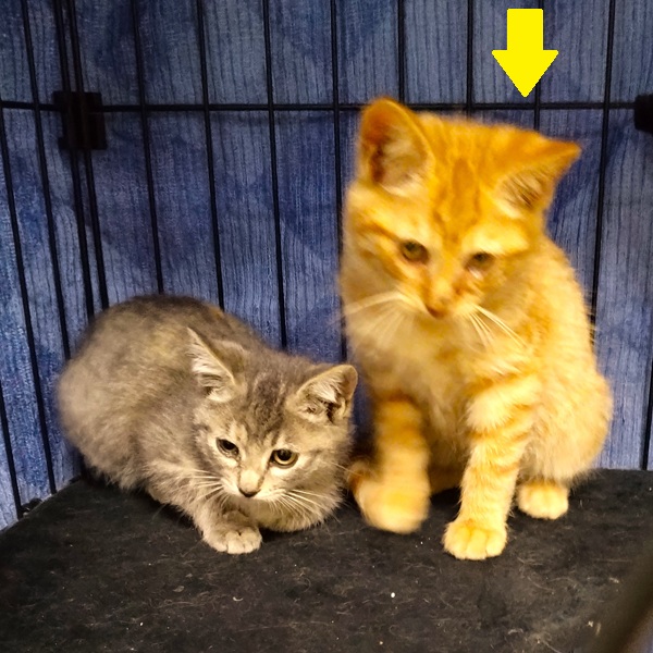 保護主さんが貰い手を決めました 11/152025/11/9 掲載 ■名前: 子猫 25-K182 ■性別: オス ■年齢: 2か月くらい ■ノミダニ駆除 済(薬品名:ネクスガードキャットコンボ) ■寄生虫駆除 済 ■ワクチン接種 済(3種混合)1回目 秋田市で保護されています 茶トラの男の子です 母猫の母乳で元気に成長しました 25-K181.182は兄弟です ■連絡先:E・佐々木 電話 080-3489-7436 (仕事の都合により平日は18時半~21時までにお願いします)