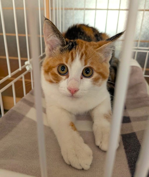 2025/11/10 掲載 ■名前: 子猫 25-K184 ■仮名: みーちゃん ■性別: メス ■年齢: 4か月くらい ■ノミダニ駆除 済(薬品名:フィプロスポットプラスキャット) ■寄生虫駆除 済 ■ワクチン接種 済(3種混合)■血液検査 猫エイズ、猫白血病ともに陰性 (まだ幼いので、生後6か月くらいでの再検査をおすすめします) 秋田市で保護されています 三毛柄の女の子 元気いっぱいな甘えん坊さんです 抱っこも大丈夫です! ■連絡先:E・佐々木 電話 080-3489-7436 (仕事の都合により平日は18時半~21時までにお願いします)