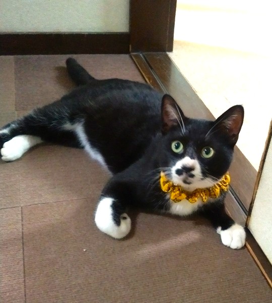 2025/11/9 掲載 ■名前: 成猫 25-C42 ■仮名: でんすけ ■性別: オス ■年齢: 1歳くらい ■ノミダニ駆除 予定 ■寄生虫駆除 済 ■ワクチン接種 予定 ■去勢手術 済 ■血液検査 猫エイズ 陽性、白血病 陰性 秋田市で保護されています 保護した初日から先住猫に遠慮もなく、ソファでリラックスモードでした。 抱っこも出来て、とても穏やかな性格です。 FIVが陽性なので先住猫のいないお家の方が良いかと思われます。 ■連絡先:E・佐々木 電話 080-3489-7436 (仕事の都合により平日は18時半~21時までにお願いします)