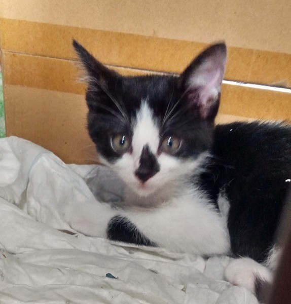 2025/11/11	掲載					■名前：	子猫	25-K183	■仮名：	あかね		■性別：	メス		■年齢：	3か月くらい		■ノミダニ駆除　　予定		■寄生虫駆除　　　予定		■ワクチン接種　　予定				三種町で保護されています						白黒柄の女の子			人懐っこい子です									■連絡先：E・佐々木　　電話　080-3489-7436			（仕事の都合により平日は18時半～21時までにお願いします）			