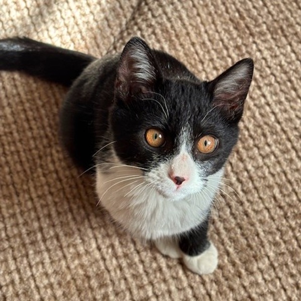 2025/12/5 更新2025/11/13 掲載 ■名前: 子猫 25-K185 ■仮名: かえで ■性別: オス ■年齢: 5か月くらい ■ノミダニ駆除 済(薬品名:ネクスガードキャットコンボ) ■寄生虫駆除 済 ■ワクチン接種 済(3種混合)2回目■血液検査 猫エイズ、猫白血病ともに陰性 (まだ幼いので、生後6か月くらいでの再検査をおすすめします) 南秋田郡で保護されています マイペースで穏やかな子です。 抱っこも爪切りもさせてくれます。 食べるのも遊ぶのも大好きです! ■連絡先:E・佐々木 電話 080-3489-7436 (仕事の都合により平日は18時半~21時までにお願いします)