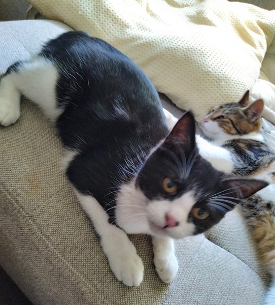 2025/11/27 更新2025/11/15 掲載 ■名前: 子猫 25-K188 ■仮名: あずき ■性別: メス ■年齢: 8か月くらい ■ノミダニ駆除 済(薬品名:ネクスガードキャットコンボ) ■寄生虫駆除 済 ■ワクチン接種 済(3種混合) ■避妊手術 済 ■血液検査 済(猫エイズ、猫白血病ともに陰性) 秋田市で保護されています避妊手術済ませました! 一番体は小さいですがとてもやんちゃで元気な女の子です。 人懐っこく抱っこするとゴロゴロのどを鳴らしてくれます。 25-K186.187.188は兄弟です ■連絡先:E・佐々木 電話 080-3489-7436 (仕事の都合により平日は18時半~21時までにお願いします)