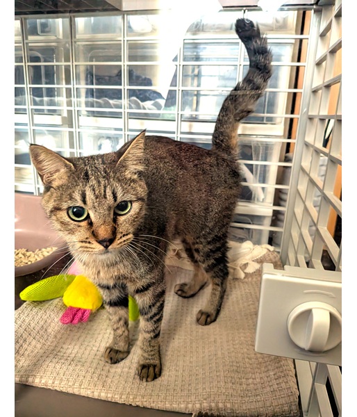 2025/11/15 掲載 ■名前: 成猫 25-C44 ■仮名: キーちゃん ■性別: メス ■年齢: 4~5歳くらい ■ノミダニ駆除 済 ■寄生虫駆除 済 ■ワクチン接種 済(3種混合) ■避妊手術 済 ■血液検査 済(猫エイズ、猫白血病ともに陰性) 秋田市で保護されています スリスリ、ゴロゴロ、頭突きで「大好き!」アピールをおしみなくしてくれる 愛情たっぷりの甘えん坊さんです。 正直な性格のまっすぐしっぽ。 ちょっぴり食いしん坊で、抱っこも大好き。 ご飯の時も眠る時も、いつでもどこでもあなたのそばをはなれません! たくさんの愛情で、この子の幸せな日々を一緒に作ってくださるご家族を待っています! ■連絡先:E・佐々木 電話 080-3489-7436 (仕事の都合により平日は18時半~21時までにお願いします)