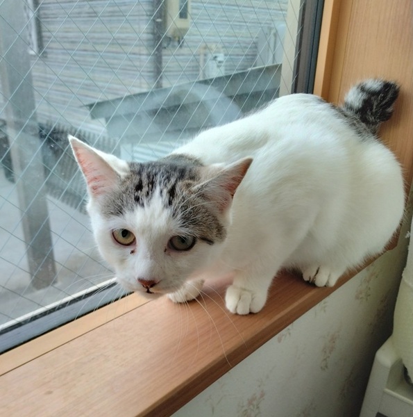 2025/11/27 更新2025/11/15 掲載 ■名前: 子猫 25-K186 ■仮名: 福ちゃん ■性別: メス ■年齢: 8か月くらい ■ノミダニ駆除 済(薬品名:ネクスガードキャットコンボ) ■寄生虫駆除 済 ■ワクチン接種 済(3首混合) ■避妊手術 済 ■血液検査 済(猫が猫エイズ、猫白血病ともに陰性) 秋田市で保護されています避妊手術済ませました! ビビりなところがありますが人懐っこく、抱っこするとゴロゴロのどを鳴らしてくれます。 25-K186.187.188は兄弟です ■連絡先:E・佐々木 電話 080-3489-7436 (仕事の都合により平日は18時半~21時までにお願いします)