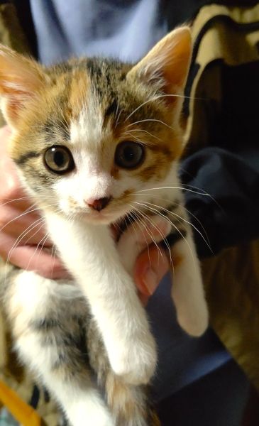 2025/11/16 掲載 ■名前: 子猫 25-K133 ■仮名: ふぅ ■性別: メス ■年齢: 1か月半くらい ■ノミダニ駆除 済(薬品名:ネクスガードキャットコンボ) ■寄生虫駆除 済 ■ワクチン接種 予定 秋田市で保護されています 三毛柄の女の子 元気で活発な子で人馴れもしています 保護主さん宅の風除室に置き去りされたようです 動物の遺棄は犯罪です! ■連絡先:E・佐々木 電話 080-3489-7436 (仕事の都合により平日は18時半~21時までにお願いします)