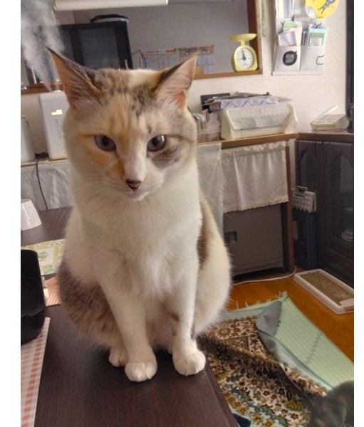 2025/11/18	掲載			■名前：	成猫	25-C45■仮名：	モモ	■性別：	メス	■年齢：	5歳くらい	■ノミダニ駆除　　済	■寄生虫駆除　　　済	■ワクチン接種　　済	■避妊手術　　済	■血液検査　　猫エイズ、猫白血病ともに陰性	男鹿市で保護されています				三毛柄の女の子		穏やかで手のかからない大人女子です		飼い主さんが高齢の為、将来を心配して		モモちゃんの新しい家族を探しています				■連絡先：E・佐々木　　電話　080-3489-7436		（仕事の都合により平日は18時半～21時までにお願いします）		