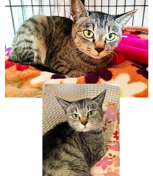 2025/11/24 掲載 ■名前: 子猫 25-K189 ■仮名: はな ■性別: メス ■年齢: 7か月位 ■ノミダニ駆除 済(薬品名:ネクスガードキャットコンボ) ■寄生虫駆除 済(薬品名:ドロンシット) ■ワクチン接種 予定 ■避妊・去勢 予定能代市で保護されています 小柄でキュートなお顔の女の子です 保護時から人慣れしていて、抱っこが大好き! だれにでもゴロゴロ甘えます いたずらや無駄鳴きもしないおとなしい子です飼い猫が外に出てしまったか、捨てられたのだと思います飼い猫を逃がしてしまったら探しましょう! ■連絡先:E・佐々木 電話 080-3489-7436 (仕事の都合により平日は18時半~21時までにお願いします)