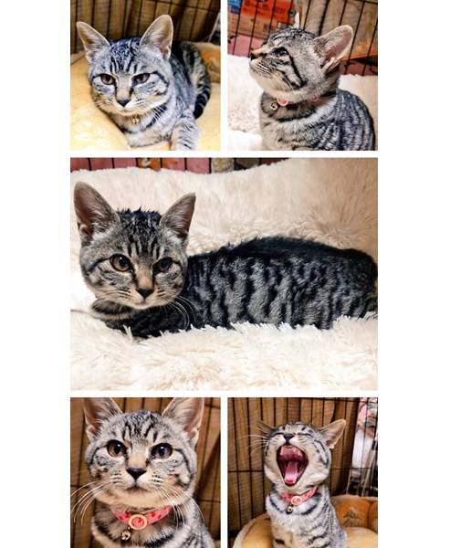 2025/11/27 写真更新2025/11/24 掲載 ■名前: 子猫 25-K190 ■仮名: 梗 ■性別: メス ■年齢: 3か月くらい ■ノミダニ駆除 済(薬品名:アドボケート) ■寄生虫駆除 済 ■ワクチン接種 済(3種混合)1回目 能代市で保護されています サバトラ柄の元気な女の子 保護時から比較的人慣れしていてる子ですトイレもきちんと使えます ■連絡先:E・佐々木 電話 080-3489-7436 (仕事の都合により平日は18時半~21時までにお願いします)