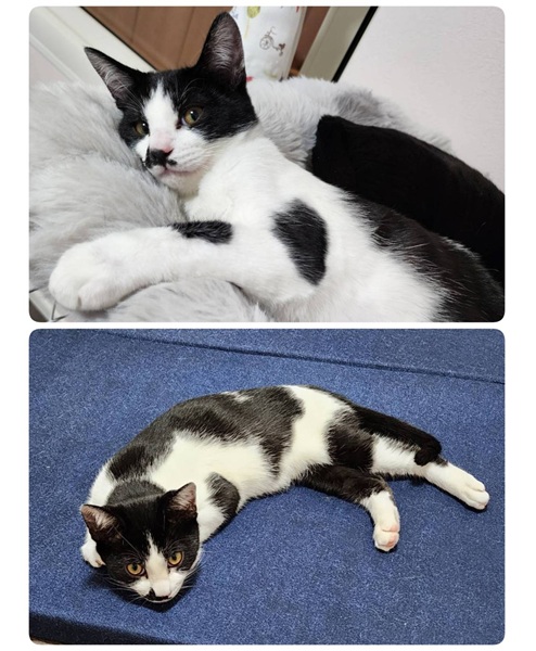 2025/12/2 掲載 ■名前: 子猫 25-K194■仮名: あさり ■性別: オス ■年齢: 3か月くらい ■ノミダニ駆除 済(薬品名:ネクスガードキャットコンボ) ■寄生虫駆除 済 ■ワクチン接種 済(3種混合)1回目 ■避妊・去勢 ■血液検査 由利本荘市で保護されています 牛模様の子です(^^) 少し怖がりだけど...撫でることはできます 優しく気長にこの子を受け入れてくれる方、よろしくお願いします! ■連絡先:E・佐々木 電話 080-3489-7436 (仕事の都合により平日は18時半~21時までにお願いします)