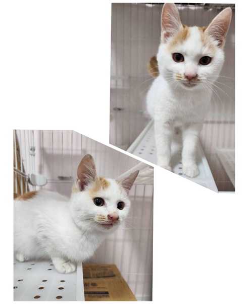 2025/12/2	掲載					■名前：	子猫	25-K192■仮名：	ほたて		■性別：	メス		■年齢：	3か月くらい		■ノミダニ駆除　　済（薬品名：ネクスガードキャットコンボ）		■寄生虫駆除　　　済		■ワクチン接種　　済（3種混合）1回目由利本荘市で保護されています						とても甘えん坊の女の子(^^)			おっとりしてる性格の美人さんです！									■連絡先：E・佐々木　　電話　080-3489-7436			（仕事の都合により平日は18時半～21時までにお願いします）			