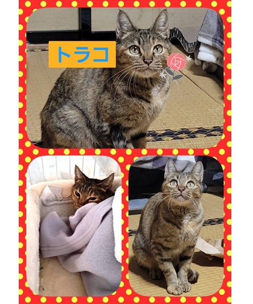 2025/12/5 掲載 ■名前: 子猫 25-K197 ■仮名: トラコ ■性別: メス ■年齢: 6か月くらい ■ノミダニ駆除 済(薬品名:ネクスガードキャットコンボ) ■寄生虫駆除 済 ■ワクチン接種 済(5種混合) ■避妊・去勢 予定 ■血液検査 猫エイズ、猫白血病ともに陰性 南秋田郡で保護されています 性格は大人しく、穏やかな女の子です 夜は寂しくなるのか、少々鳴くこともありますが環境に馴れれば鳴かなくなると思いますカリカリもウエットもよく食べます トイレも教えた訳ではないのに、失敗したことがありせん キジトラですが、少し色が薄め、まっすぐしっぽです ■連絡先:E・佐々木 電話 080-3489-7436 (仕事の都合により平日は18時半~21時までにお願いします)