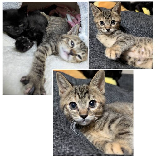 予約になりました 12/142025/12/12掲載■名前:子猫 25-K402■性別:メス■年齢:2ヵ月くらい (推定2025/10/5生まれ)■ノミダニ・寄生虫駆除済(フロントラインスプレー・ドロンタール・ネクスガードキャットコンボ済)■ワクチン接種済(3種1回)とても元気な女の子とても頭が良くこちらの言葉を理解してるかのような仕草でお返事してくれます人の顔をじーっと見つめて来ますカギしっぽ■連絡先・受付時間 (両名受付可能・メールでの譲渡受付はしておりません)🐈大嶋 070-3390-3998 9:00~21:00 ※留守番電話に切り替わった際はお名前・ご用件・希望の猫の番号等を残していただけると助かります🐈嵯峨 080-3489-9874 (12/12㈮.12/19㈮は電話受付をお休みさせていただきます) 月~金曜日 18:30~21:00 土~日曜・祝日 9:00~21:00 ※通話中の着信履歴が表示されません ショートメールの通知が鳴らないことが多いため 電話がつながらない時はしばらくしてからおかけ直しをお願いいたします