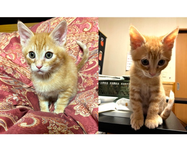 2025/12/15 掲載 ■名前: 子猫 25-K195 ■仮名: 茶々 ■性別: オス ■年齢: 3か月くらい ■ノミダニ駆除 済(薬品名:ネクスガードキャットコンボ) ■寄生虫駆除 済 ■ワクチン接種 済(3種混合)1回目■血液検査 猫エイズ、猫白血病ともに陰性(まだ幼いので、生後6か月位での再検査をおすすめします) 南秋田郡で保護されています 甘えん坊の男の子です 兄弟の女の子といつもくっついてじゃれあってみたり、元気に走り回って遊んでいます! 25-K195.196は仲良しそっくり兄弟です ■連絡先:E・佐々木 電話 080-3489-7436 (仕事の都合により平日は18時半~21時までにお願いします)