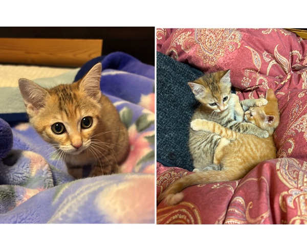 2025/12/15 掲載 ■名前: 子猫 25-K196 ■仮名: 麦 ■性別: メス ■年齢: 3か月くらい ■ノミダニ駆除 済(薬品名:ネクスガードキャットコンボ) ■寄生虫駆除 済 ■ワクチン接種 済(3種混合)1回目■血液検査 猫エイズ、猫白血病ともに陰性(まだ幼いので、生後6か月位での再検査をおすすめします) 南秋田郡で保護されています 元気でおてんばさんです 男の子の兄弟といつも2人で仲良く走り回り、じゃれあい遊んでいます! 可愛らしい声で鳴いて甘えてきます25-K195.196はそっくり仲良し兄弟です ■連絡先:E・佐々木 電話 080-3489-7436 (仕事の都合により平日は18時半~21時までにお願いします)