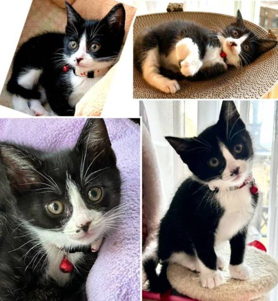 貰われました　2/4予約になりました　1/112025/12/22掲載■名前:子猫　25-K406■性別:メス■年齢:1ヵ月半くらい　(推定2025/11/1生まれ)■ノミダニ・寄生虫駆除済(フロントラインスプレー・ドロンタール済)■ワクチン接種済(３種)抱っこ大好き甘えん坊さんです一人遊びも上手で、活発な女の子預かり宅の大人猫さん達にやんわり教育的指導を受けながらも可愛がられる愛されキャラですまっすぐしっぽトイレ・留守番、出来ます■連絡先・受付時間　(両名受付可能・メールでの譲渡受付はしておりません)🐈大嶋　070-3390-3998　 9：00～21：00  ※留守番電話に切り替わった際はお名前・ご用件・希望の猫の番号等を残していただけると助かります🐈嵯峨　080-3489-9874   月～金曜日　17：00～21：00   土～日曜・祝日　7：00～21：00  ※電話がつながらない場合は下記アドレスに希望の猫番号・お名前・お電話番号をご連絡お願いいたします　  折り返しご連絡いたします　　ご連絡が翌朝になることがありますのでご了承ください　  saga.m-inunekoakita@ymobile.ne.jp