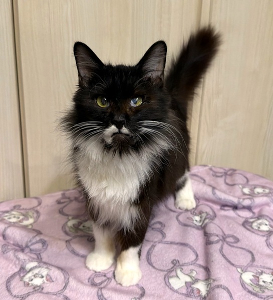 2025/12/25	掲載					■名前：	成猫	25-C53	■仮名：	さな		■性別：	メス		■年齢：	1～2歳くらい		■ノミダニ駆除  済（薬品名：ネクストガードキャットコンボ）		■寄生虫駆除　　済		■ワクチン接種　済（3種混合）		■避妊手術　　済		■血液検査　　猫エイズ、猫白血病ともに陰性		能代市で保護されています			食べること、遊ぶことが大好きな女の子です。			人も大好きで頭突きをしてきたり、足にスリスリしてきます。			中毛でしっぽの毛は長くフワフワです。			猫ちゃんも大丈夫ですが、遊びたがりで追っかけまわすので若い猫ちゃんと相性がいいです。						右目に瞳孔膜遺残があり、左目は猫風邪の後遺症があります。			少し見えづらそうにしていますが、生活に問題はありません。						段ボール箱に入れられて、捨てられていたところを保護されました			動物の遺棄は犯罪です！						■連絡先：E・佐々木　　電話　080-3489-7436			（仕事の都合により平日は18時半～21時までにお願いします）			