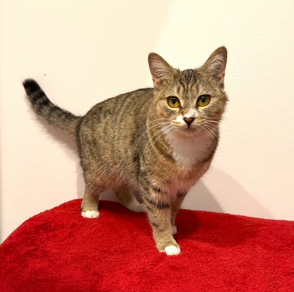 2025/12/25	掲載					■名前：	成猫	25-C54	■仮名：	もも		■性別：	メス		■年齢：	1～2歳くらい		■ノミダニ駆除　　済（薬品名：ネクストガードキャットコンボ）		■寄生虫駆除　　　済		■ワクチン接種　　済（3種混合）		■避妊手術　　済		■血液検査　　猫エイズ、猫白血病ともに陰性		能代市で保護されています食べること、遊ぶことが大好きな女の子です。			人が大好きで足にスリスリしてきたり、一緒に寝てくれます。			逆に猫ちゃんは苦手です。			小柄で足先が白いのがチャームポイントです。						段ボール箱に入れられて、捨てられていたところを保護されました			動物の遺棄は犯罪です！						■連絡先：E・佐々木　　電話　080-3489-7436			（仕事の都合により平日は18時半～21時までにお願いします）			