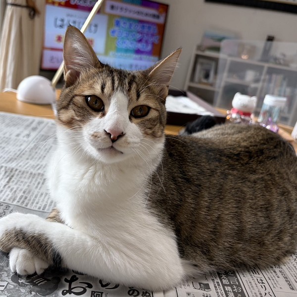 2025/12/27更新		■名前:子猫　25-K335■性別:オス■年齢:7ヵ月くらい　(推定2025/5/1生まれ)■ノミダニ・寄生虫駆除済(フロントラインスプレー・ドロンタール・ネクスガードキャットコンボ済)■ワクチン接種済(3種2回)■血液検査済(猫エイズ・猫白血病共に陰性)(確定)■去勢手術済一定期間隔離して血液検査しておりますのでエイズ・白血病は陰性で確定しています先住猫さんが居るご家庭・感染症が気になる方にも安心してお迎えいただけるかと思われますとても大らかで穏やかな性格の男の子攻撃性はまったくなくすぐにおなかを見せてゴロンします撫でてもらうことと遊ぶのが大好き誰とでも仲良くできると思います初めて猫を飼う方にも早く馴染める子です■連絡先・受付時間　(両名受付可能)🐈大嶋　070-3390-3998　 9：00～21：00  ※留守番電話に切り替わった際はお名前・ご用件・希望の猫の番号等を残していただけると助かります🐈嵯峨　080-3489-9874   月～金曜日　17：00～21：00   土～日曜・祝日　7：00～21：00  ※電話がつながらない場合は下記アドレスに希望の猫番号・お名前・お電話番号をご連絡お願いいたします　  折り返しご連絡いたします　　ご連絡が翌朝になることがありますのでご了承ください　  saga.m-inunekoakita@ymobile.ne.jp