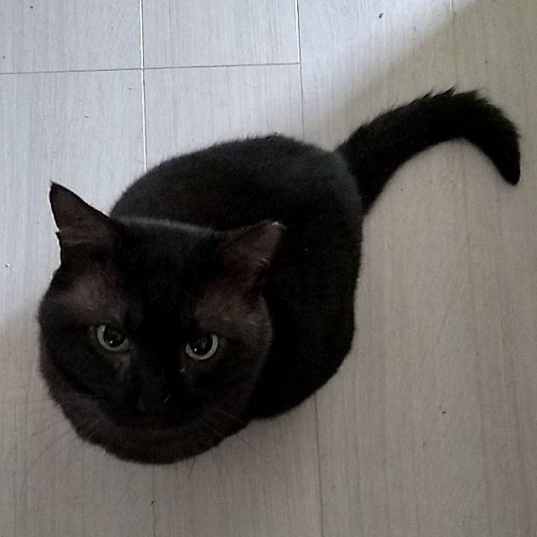 2025/12/28更新 ■名前:成猫 25-C11■性別:オス■年齢:3歳くらい■ノミダニ・寄生虫駆除済(ネクスガードキャットコンボ済)■血液検査済(猫エイズ陽性・猫白血病陰性)■去勢手術済■ワクチン接種済(4種)シルバーがかった黒猫さん大柄でふさふさ顔が横広がりの台形型でボス猫気質の優しい子女子猫達に大人気紳士的で落ち着いた性格バタバタ走り回ることも突飛な行動で困らせることもしません人馴れしていて威嚇なし人の近くで静かに寄り添ってくれる男気にゃんこ保護主さんのご意向によりこの子に限りますが単身男性男性と親だけの世帯賃貸にお住まいの方若い方だけの世帯への譲渡をお断りする場合がありますのでご了承ください🍎猫エイズのキャリア猫さんです猫エイズは人間や犬などの猫以外の動物にはうつりません+の子の唾液が-の子の血液の中に入ることにより感染しますので血の出るような嚙み合いの喧嘩をしなければうつらないと言われています空気感染はしませんその子を触った手で触ったとしてもうつりません何年も一緒に暮らしていてもうつっていなかったご家庭は多数ありました口内炎等の気付きづらい出血のある場合同じ器からお水を飲んだりすることにより感染することがあるためシニア猫さんが居る場合は隔離等が必要になる場合があります一匹で飼う場合、もしくはキャリア同士で飼う場合は何も問題はありません皆さんが気にするキャリア猫の寿命ですが成猫になってから感染した子達は15歳、17歳と普通の子と同じように生きます貰い手さんの猫の中には21歳まで生きた子もいました確かにエイズから来たものではないとは言い切れませんが死因も腎臓や心臓などが多くそのリスクは他の猫達と変わらないように感じていますネットでは怖いことがたくさん書かれてあり病気のように扱われていますエイズ・白血病だけが特記されている傾向がありますがキャリアではない子でももっと重篤な問題を抱えている子もたくさんいますうつるものだって、実際にはたくさんあります多頭のリスクはエイズ・白血病だけではないと思います人間という動物も皆が何かしらの疾患やアレルギーを持っているのと同じで猫もその子その子が持っているものがあります皆さん、パートナーやご家族の好ましく思われない点も受け入れながら生活されているはずです家族の誰かが治らない病気になったとしても、それを受け入れて暮らしていらっしゃると思いますキャリアと理解して暮らすことは、それと同じではないでしょうか?猫エイズは免疫不全症候群の略です家族の体調が悪くならないように気を付けるのは普通の子もキャリアの子も変わりませんキャリアの猫達は格段に人懐っこい子が多く他の猫達と変わらぬ個々の個性がありますキャリア猫と知った上で、この子がいいんです!と貰ってくださる方も増えてきましたもし、あなたの好きな人に治らない何かがあったとしても、その「好き」の気持ちは、変わらないのではないでしょうか?■連絡先月~金曜日 17:00~21:00土~日曜・祝日 7:00~21:00嵯峨 080-3489-9874※電話がつながらない場合は下記アドレスに希望の猫番号・お名前・お電話番号をご連絡お願いいたします 折り返しご連絡いたします ご連絡が翌朝になることがありますのでご了承ください saga.m-inunekoakita@ymobile.ne.jp