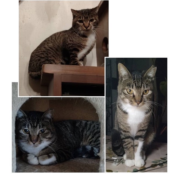 2025/12/28掲載		■名前:成猫　25-C48■性別:オス■年齢:1歳くらい■ノミダニ・寄生虫駆除済(ネクスガードキャットコンボ済)■血液検査済(猫エイズ・猫白血病共に陰性)■去勢手術済■ワクチン接種済(4種)おとなしい性格のキジ白の男の子控え目で突飛な行動もせず飼いやすい子です他の猫にもフレンドリー先住猫の居るご家庭でもすんなり馴染めるかと思われます自分より若い子にご飯をゆずったりする優しい性格そばに来て人のことをよく見る賢い子です■連絡先月～金曜日　17：00～21：00土～日曜・祝日　7：00～21：00嵯峨　080-3489-9874※電話がつながらない場合は下記アドレスに希望の猫番号・お名前・お電話番号をご連絡お願いいたします　折り返しご連絡いたします　ご連絡が翌朝になることがありますのでご了承ください　saga.m-inunekoakita@ymobile.ne.jp