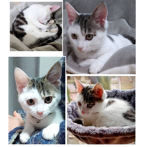 貰われました 1/11予約になりました 12/282025/12/28更新 ■名前:子猫 25-K380■性別:オス■年齢:3ヵ月半くらい (推定2025/9/8生まれ)■ノミダニ・寄生虫駆除済(フロントラインスプレー・ドロンタール・ネクスガードキャットコンボ済)■ワクチン接種済(3種2回)マイペースおっとりと言うより動じないじっくり派兄弟にご飯横取りされても譲ってしまう優しい子人見知り場所見知りなく犬にすらはじめましてでも威嚇なし新しい環境にもすんなり馴染めるかと思われますトイレ・お留守番出来ます■連絡先・受付時間 (両名受付可能・メールでの譲渡受付はしておりません)🐈大嶋 070-3390-3998 9:00~21:00 ※留守番電話に切り替わった際はお名前・ご用件・希望の猫の番号等を残していただけると助かります🐈嵯峨 080-3489-9874 月~金曜日 18:30~21:00 土~日曜・祝日 9:00~21:00 ※通話中の着信履歴が表示されません ショートメールの通知が鳴らないことが多いため 電話がつながらない時はしばらくしてからおかけ直しをお願いいたします