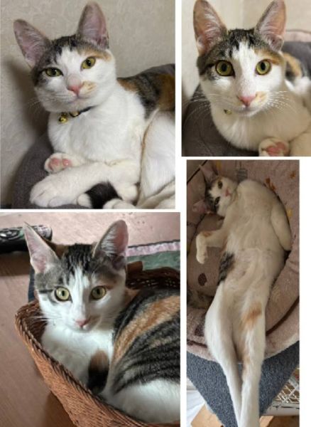 2026/1/11更新		■名前:子猫　25-K366■性別:メス■年齢:5ヵ月くらい　(推定2025/7/17生まれ)■ノミダニ・寄生虫駆除済(フロントラインスプレー・ドロンタール・ネクスガードキャットコンボ済)■ワクチン接種済(3種2回)■血液検査済(猫エイズ・猫白血病共に陰性)(確定)■避妊手術済一定期間隔離して血液検査しておりますのでエイズ・白血病は陰性で確定しています先住猫さんが居るご家庭・感染症が気になる方にも安心してお迎えいただけるかと思われます人懐っこく誰にでもフレンドリー爪切りもおとなしくさせてくれますおトイレもお留守番も完璧です食欲旺盛■連絡先・受付時間　(両名受付可能・メールでの譲渡受付はしておりません)🐈大嶋　070-3390-3998　9：00～21：00　※留守番電話に切り替わった際はお名前・ご用件・希望の猫の番号等を残していただけると助かります🐈嵯峨　080-3489-9874　月～金曜日　18：30～21：00　土～日曜・祝日　9：00～21：00※繋がらない時はメールにてお名前・電話番号・希望の猫の番号をお願いいたします　saga.m-inunekoakita@ymobile.ne.jp　折り返しご連絡いたします　ご連絡が翌朝になることがありますのでご了承ください