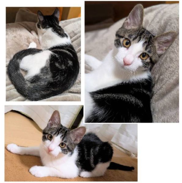 貰われました予約になりました 1/112025/12/30更新■名前:子猫 25-K379■性別:オス■年齢:3ヵ月半くらい (推定2025/9/8生まれ)■ノミダニ・寄生虫駆除済(フロントラインスプレー・ドロンタール・ネクスガードキャットコンボ済)■ワクチン接種済(3種2回)人見知り・場所見知りナシの社交的男子犬にも友好的で先住犬猫がいるご家庭でもすんなり馴染めると思いますとにかく元気な男の子らしい無邪気な性格■連絡先・受付時間 (両名受付可能)🐈大嶋 070-3390-3998 9:00~21:00 ※留守番電話に切り替わった際はお名前・ご用件・希望の猫の番号等を残していただけると助かります🐈嵯峨 080-3489-9874 月~金曜日 17:00~21:00 土~日曜・祝日 7:00~21:00 ※電話がつながらない場合は下記アドレスに希望の猫番号・お名前・お電話番号をご連絡お願いいたします 折り返しご連絡いたします ご連絡が翌朝になることがありますのでご了承ください saga.m-inunekoakita@ymobile.ne.jp