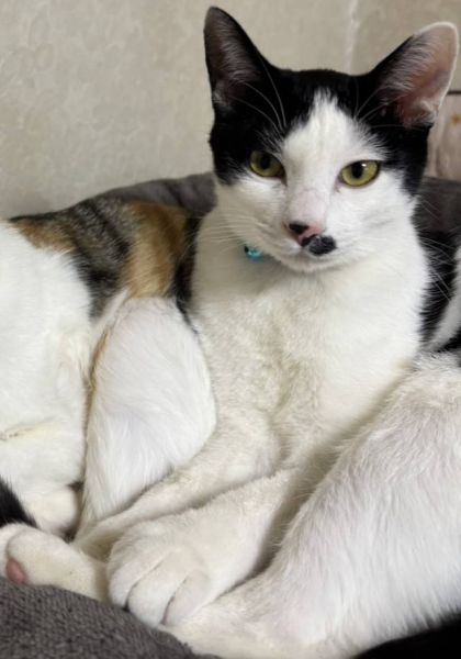 2025/12/29更新		■名前:子猫　25-K365■性別:オス■年齢:5ヵ月くらい　(推定2025/7/17生まれ)■ノミダニ・寄生虫駆除済(フロントラインスプレー・ドロンタール・ネクスガードキャットコンボ済)■ワクチン接種済(3種2回)■血液検査済(猫エイズ・猫白血病共に陰性)(確定)■去勢手術済一定期間隔離して血液検査しておりますのでエイズ・白血病は陰性で確定しています先住猫さんが居るご家庭・感染症が気になる方にも安心してお迎えいただけるかと思われます元気に運動会して遊んでいます甘えん坊で、撫でるとゴロゴロしたり預かりボランティアさんや、預かり宅の家猫の後ろを追いかけて遊んでとおねだりしてきます■連絡先・受付時間　(両名受付可能)🐈大嶋　070-3390-3998　 9：00～21：00  ※留守番電話に切り替わった際はお名前・ご用件・希望の猫の番号等を残していただけると助かります🐈嵯峨　080-3489-9874   月～金曜日　17：00～21：00   土～日曜・祝日　7：00～21：00  ※電話がつながらない場合は下記アドレスに希望の猫番号・お名前・お電話番号をご連絡お願いいたします　  折り返しご連絡いたします　　ご連絡が翌朝になることがありますのでご了承ください　  saga.m-inunekoakita@ymobile.ne.jp