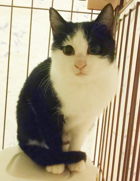 2026/1/3掲載		■名前:子猫　25-K201　(仮名：ぼっちゃん)■性別:オス■年齢:4～5ヵ月くらい■ノミダニ・寄生虫駆除済(ネクスガードキャットコンボ済)■血液検査済(猫エイズ・猫白血病共に陰性)■ワクチン接種済(3種)小柄な男の子勇敢な頼もしい一面も持ち合わせていますクリクリしたタレ目がチャームポイント■連絡先月～金曜日　17：00～21：00土～日曜・祝日　7：00～21：00嵯峨　080-3489-9874※電話がつながらない場合は下記アドレスに希望の猫番号・お名前・お電話番号をご連絡お願いいたします　折り返しご連絡いたします　ご連絡が翌朝になることがありますのでご了承ください　saga.m-inunekoakita@ymobile.ne.jp