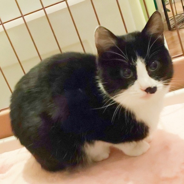 2026/1/3掲載		■名前:子猫　25-ｋ200　(仮名：ノワール)■性別:メス■年齢:5ヵ月くらい■ノミダニ・寄生虫駆除済(ネクスガードキャットコンボ済)■血液検査済(猫エイズ・猫白血病共に陰性)■ワクチン接種済(3種)活発な女の子いつもケージ手前から前脚を伸ばしてご飯をちょうだいします人懐っこく初めての方にも飼いやすいと思われますかぎしっぽ■連絡先月～金曜日　17：00～21：00土～日曜・祝日　7：00～21：00嵯峨　080-3489-9874※電話がつながらない場合は下記アドレスに希望の猫番号・お名前・お電話番号をご連絡お願いいたします　折り返しご連絡いたします　ご連絡が翌朝になることがありますのでご了承ください　saga.m-inunekoakita@ymobile.ne.jp