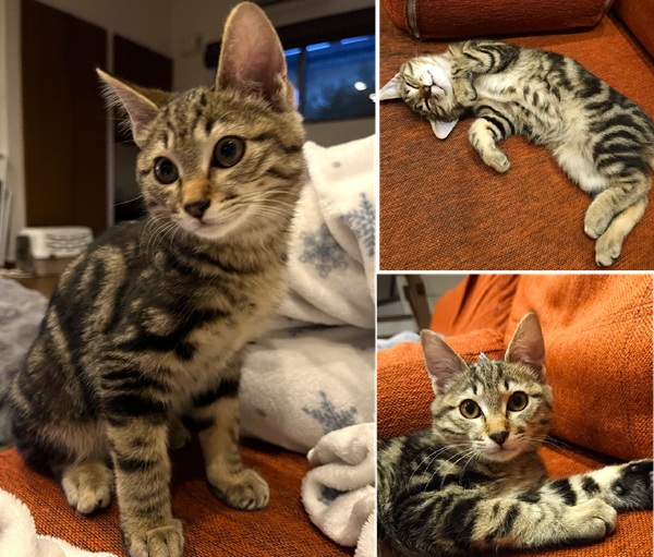 2026/1/5	掲載					■名前：	子猫	25-K202	■性別：	オス		■年齢：	4ヵ月くらい		■ノミダニ駆除　　済（薬品名：フロントライン）		■寄生虫駆除　　　済		■ワクチン接種　　予定	秋田市で保護されています						元気いっぱいでご飯大好き！			膝に乗ってきたり、先住猫にくっついてたりと、人も猫も好きな甘えん坊です			野良だけど背中はアメショ柄			トイレの失敗もないです			■連絡先：E・佐々木　　電話　080-3489-7436			（仕事の都合により平日は18時半～21時までにお願いします）			