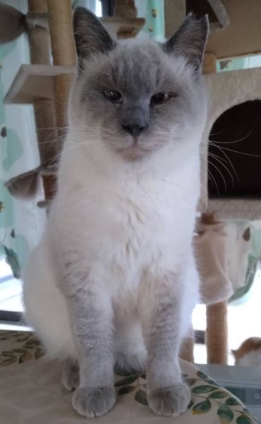 2026/1/10掲載		■名前:成猫　25-C47■性別:オス■年齢:1～2歳くらい■ノミダニ・寄生虫駆除済(ネクスガードキャットコンボ済)■血液検査済(猫エイズ・猫白血病共に陰性)■ワクチン接種済(4種)■去勢手術済甘えん坊の男の子なでなで大好きひとのそばが大好きで後追いしてくっついて歩きます長いまっすぐしっぽ温厚で怒ったのを見ることがありません他の猫とも仲良くしているので先住猫の居るご家庭でもなじめるかと思われます■連絡先月～金曜日　17：00～21：00土～日曜・祝日　7：00～21：00嵯峨　080-3489-9874※電話がつながらない場合は下記アドレスに希望の猫番号・お名前・お電話番号をご連絡お願いいたします　折り返しご連絡いたします　ご連絡が翌朝になることがありますのでご了承ください　saga.m-inunekoakita@ymobile.ne.jp