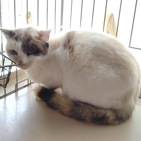 2026/1/10掲載		■名前:成猫　25-C46　■性別:メス■年齢:2～3歳くらい■ノミダニ・寄生虫駆除済(ネクスガードキャットコンボ済)■血液検査済(猫エイズ・猫白血病共に陰性)■ワクチン接種済■避妊手術済おとなしい性格なでなで大好きごはんの時は鳴いておねだりしますパステル調の白三毛さん長いまっすぐしっぽ他の猫とも仲良くしているので先住猫の居るご家庭でもなじめるかと思われます■連絡先月～金曜日　17：00～21：00土～日曜・祝日　7：00～21：00嵯峨　080-3489-9874※電話がつながらない場合は下記アドレスに希望の猫番号・お名前・お電話番号をご連絡お願いいたします　折り返しご連絡いたします　ご連絡が翌朝になることがありますのでご了承ください　saga.m-inunekoakita@ymobile.ne.jp