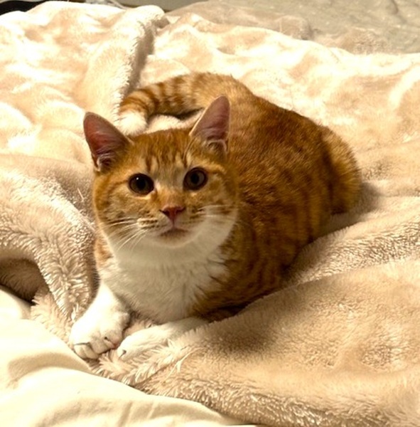 2026/1/14 掲載 ■名前: 子猫 25-K203 ■仮名: もみじ ■性別: オス ■年齢: 6か月くらい ■ノミダニ駆除 済(薬品名:ネクスガードキャットコンボ) ■寄生虫駆除 済 ■ワクチン接種 済(3種混合) ■避妊・去勢 今月末に去勢手術予定 ■血液検査 猫エイズ、猫白血病ともに陰性 (まだ幼いので、生後6か月くらいでの再検査をおすすめします) 南秋田郡で保護されています おっとりさんで大人しい子です ですが、大好きなおやつを目の前にすると早くちょうだい!と目をキラキラさせて催促してきます まだ緊張してる様子もありますが、家猫修行頑張ってます! かえでくん(25-K185)の兄弟です。 保護した時がずれていたせいか、お互い忘れてしまっているようです。 ■連絡先:E・佐々木 電話 080-3489-7436 (仕事の都合により平日は18時半~21時までにお願いします)