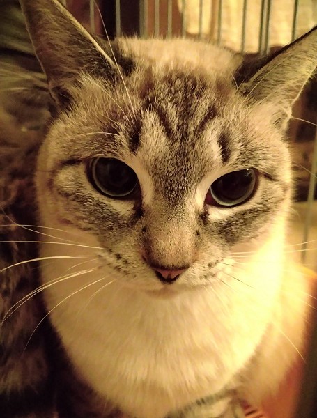 2026/1/22更新 ■名前:成猫 25-C39■性別:メス■年齢:1歳くらい■ノミダニ・寄生虫駆除済(ネクスガードキャットコンボ)■血液検査済(猫エイズ・猫白血病共に陰性)■避妊手術済■ワクチン接種済(3種2回)とても人懐っこく保護前にお外にいた時も人の後をくっついて歩く子でした撫でるとおしりを上げて擦り寄りますシャム系の美猫さん綺麗な青い目をしていますまっすぐしっぽ■連絡先月~金曜日 17:00~21:00土~日曜・祝日 7:00~21:00嵯峨 080-3489-9874※電話がつながらない場合は下記アドレスに希望の猫番号・お名前・お電話番号をご連絡お願いいたします 折り返しご連絡いたします saga.m-inunekoakita@ymobile.ne.jp