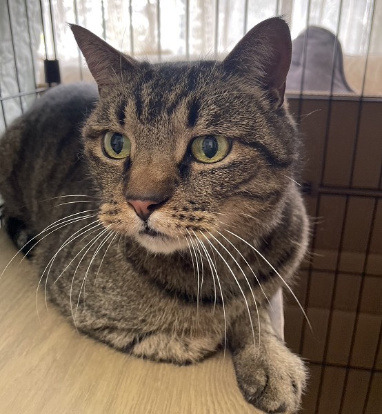 2026/1/26掲載		■名前:成猫　25-C58　(仮名：金時)■性別:オス■年齢:6～9歳くらい■ノミダニ・寄生虫駆除済■血液検査済(猫エイズ・猫白血病共に陰性)■去勢手術済■ワクチン接種済(3種)顔は横幅があり強そうでボス猫タイプに見えますが人懐こくマイペースな性格なでるとすぐゴロゴロいい甘えます人慣れしていて威嚇なし瞳は黄色ががっていて毛色も茶色みのある明るい色ですまっすぐしっぽ動きものんびりとしていて抱っこも可能動物病院でも暴れたりシャーしたりすることなくおとなしく紳士的■連絡先月～金曜日　17：00～21：00土～日曜・祝日　7：00～21：00嵯峨　080-3489-9874※電話がつながらない場合は下記アドレスに希望の猫番号・お名前・お電話番号をご連絡お願いいたします　折り返しご連絡いたします　ご連絡が翌朝になることがありますのでご了承ください　saga.m-inunekoakita@ymobile.ne.jp