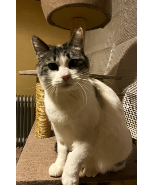 2026/1/26	掲載			■名前：	成猫	25-C59■仮名：	すみ子	■性別：	メス	■年齢：	5～6歳くらい	■ノミダニ駆除　　済（薬品名：ネクストガードキャットコンボ）	■寄生虫駆除　　　済	■ワクチン接種　　済（3種混合）	■避妊手術　　済	■血液検査　　済（猫エイズ、猫白血病ともに陰性）	八峰町で保護されています				元々、目頭にアイラインのような模様が入っています		写真の前足は採血で毛を剃った跡です。		外で生活していた時は、毎日3匹の子供達をご飯の場所まで連れて来たり、寝床に連れて行ったりといつも一緒に行動し、優しい母猫でした				健康診断がてら、血液とレントゲン検査をして異常なしです		ただ、外の生活をしていた為か、前歯が抜けており犬歯が少し細くなっているようです		ご飯のカリカリは問題なく沢山食べていますかわいい声で鳴く女の子です		飼い猫がお家に戻れなくなったのかもしれません25-K113.114.115の母猫です		■連絡先：E・佐々木　　電話　080-3489-7436		（仕事の都合により平日は18時半～21時までにお願いします）		