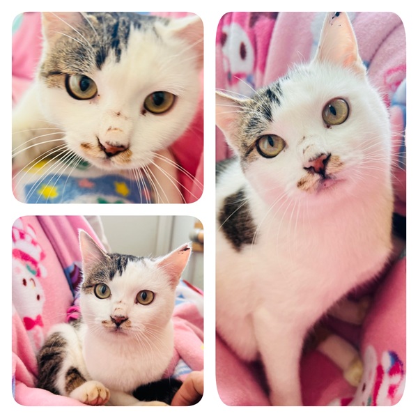 2026/2/3 写真更新2026/1/30 掲載 ■名前: 成猫 25-C60 ■仮名: れん ■性別: メス ■年齢: 2歳くらい ■ノミダニ駆除 済(薬品名:ネクストガードキャットコンボ) ■寄生虫駆除 済 ■ワクチン接種 済(3種混合) ■避妊手術 済 ■血液検査 猫エイズ 陰性、猫白血病 陽性 能代市で保護されています TNRの予定でしたが、地域猫さんのグループに入れてもらえず孤立していたため、この地区を追い出されてしまう前に保護されました。 初対面からとても人懐っこい子で、抱っこも大好き。自分から膝に乗ってきます。 とにかく人にくっついているだけでご機嫌でゴロゴロの愛されニャンコです! 食べモノの好き嫌いも特になく、トイレもバッチリな子です。 ご理解のある温かいご縁をお待ちしています! 飼い猫が遺棄されたのかもしれません。動物の遺棄は犯罪です! ■連絡先:E・佐々木 電話 080-3489-7436 (仕事の都合により平日は18時半~21時までにお願いします)