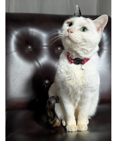 2026/1/30 掲載 ■名前: 成猫 25-C61■仮名: みっこ ■性別: メス ■年齢: 3~4歳くらい ■ノミダニ駆除 済(薬品名:ネクストガードキャットコンボ) ■寄生虫駆除 済 ■ワクチン接種 予定 ■避妊・去勢 確認中 ■血液検査 猫エイズ、猫白血病ともに陰性 秋田市で保護されています 朝に犬の散歩中に道路上で保護されました 自分から腕の中に上ってきた人懐っこい甘えん坊な子です 飼い猫が迷ってしまったのかもしれません 猫を逃がしたら探しましょう! ■連絡先:E・佐々木 電話 080-3489-7436 (仕事の都合により平日は18時半~21時までにお願いします)