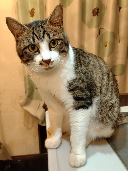 2026/2/8更新■名前:子猫　25-K105■性別:オス■年齢:7ヵ月くらい■ノミダニ・寄生虫駆除済(ネクスガードキャットコンボ済)■ワクチン接種済(３種２回)■母猫の血液検査済(猫エイズ・猫白血病共に陰性)■去勢手術済■血液検査済(猫エイズ・猫白血病共に陰性)(確定)一定期間隔離して血液検査しておりますのでエイズ・白血病は陰性で確定しています先住猫さんが居るご家庭・感染症が気になる方にも安心してお迎えいただけるかと思われます兄妹みんな人懐っこくいつも人の近くにいます顔を近づけると鼻チューをしてほっぺをタッチしてきますとっても甘えん坊でかわいい子ですおとなしいくおっとりした性格長いしっぽ母猫にしっかり育てられた健康優良児チーム他の猫とも仲良くしているので先住猫の居るご家庭でもなじめるかと思われます■連絡先月～金曜日　17：00～21：00土～日曜・祝日　7：00～21：00嵯峨　080-3489-9874※電話がつながらない場合は下記アドレスに希望の猫番号・お名前・お電話番号をご連絡お願いいたします　折り返しご連絡いたします　ご連絡が翌朝になることがありますのでご了承ください　saga.m-inunekoakita@ymobile.ne.jp