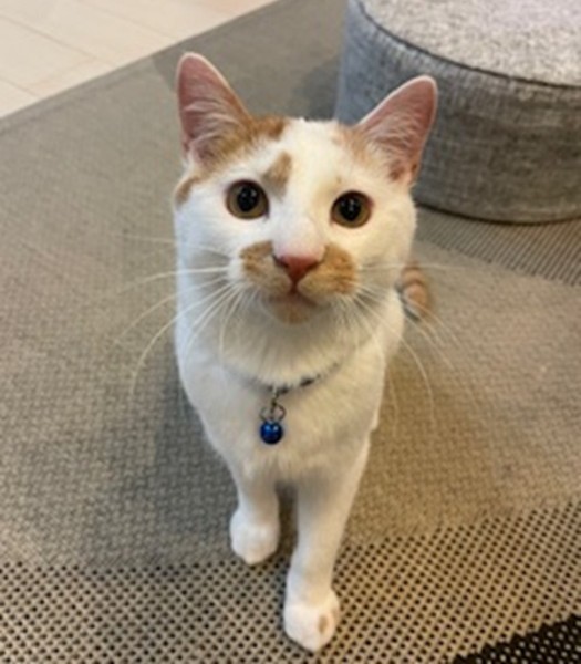 2026/2/11 掲載 ■名前: 成猫 25-C62■仮名: おっこ ■性別: オス ■年齢: 8~9か月くらい ■ノミダニ駆 済(薬品名:ネクストガードキャットコンボ) ■寄生虫駆除 済 ■ワクチン接種 済(3種混合) ■去勢手術 済 ■血液検査 済(猫エイズ、猫白血病ともに陰性)南秋田郡で保護されています 近所で親猫と離れ兄弟でいるのを保護しました少しビビりな所もあるけれど慣れると爆音で喉を鳴らし撫でてと催促してきますとても甘えん坊さんです! 食欲もあり、猫じゃらしで遊ぶのが大好きです 抱っこも爪切りも大丈夫です トイレの失敗もありません 25-C62.63は兄弟です兄弟2匹一緒に迎えてくれる方を希望します ■連絡先:E・佐々木 電話 080-3489-7436 (仕事の都合により平日は18時半~21時までにお願いします)