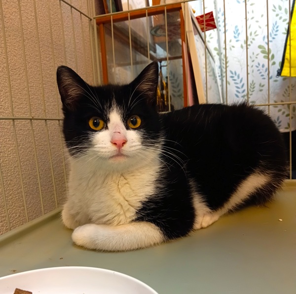 保護主さんが飼います　3/52026/2/12	掲載					■名前：	子猫	25-K207	■仮名：	はる君		■性別：	オス		■年齢：	6か月くらい		■ノミダニ駆除　　済（薬品名：マイフリーガード）		■寄生虫駆除　　　予定		■ワクチン接種　　済（3種混合）			秋田市で保護されています						白黒ハチワレの男の子			元気いっぱい　甘えん坊さん！			人懐っこい子です						■連絡先：E・佐々木　　電話　080-3489-7436			（仕事の都合により平日は18時半～21時までにお願いします）			