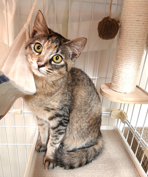 2026/2/28　更新2026/2/17	掲載					■名前：	子猫	25-K208	■仮名：	麦わらちゃん		■性別：	メス		■年齢：	5か月くらい		■ノミダニ駆除　　済（薬品名：レボリューション）		■寄生虫駆除　　　済		■ワクチン接種　　済(三種混合）1回目■血液検査　　猫エイズ・猫白血病共に陰性			秋田市で保護されています			淡いムギワラ柄の女の子			最初は怖がりです今までおもちゃで遊んだ事が無かった為、おもちゃにも驚きました		ただ、実はよくお話をしてくれる、遊び好きで甘えん坊な性格爪切りやシャンプーは大人しくさせてくれます麦わらちゃんに寄り添って、ゆっくり慣れさせて下さい						■連絡先：E・佐々木　　電話　080-3489-7436			（仕事の都合により平日は18時半～21時までにお願いします）