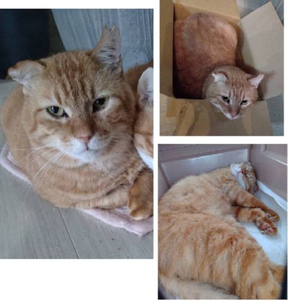 貰われました　3/8予約になりました　2/212026/2/21更新		■名前:成猫　25-C2■性別:オス■年齢:3歳くらい■ノミダニ・寄生虫駆除済(ネクスガードキャットコンボ済)■血液検査済(猫エイズ陽性・猫白血病陰性)■去勢手術済■ワクチン接種済(4種)人懐っこくデレデレスリスリの男の子人にくっついて歩きます呼ぶとすぐに駆けつけますとにかく人間が大好き温厚で何をされても怒りません他の犬猫とも仲良くできるので先住の犬や猫のいるお宅でも早く馴染めるかと思われます子供さんがいるご家庭や初めて猫を飼う方でも大丈夫な飼いやすい子ですＴＮＲ(trap捕獲・neuter避妊去勢手術・return元の場所に戻す)からＰＮＨ(protect保護・neuter避妊去勢手術・homeお家の子にする)に変更🌸耳先に手術済の印のあるさくら猫さんです🍎猫エイズのキャリア猫さんです猫エイズは人間や犬などの猫以外の動物にはうつりません＋の子の唾液が－の子の血液の中に入ることにより感染しますので血の出るような嚙み合いの喧嘩をしなければうつらないと言われています空気感染はしませんその子を触った手で触ったとしてもうつりません何年も一緒に暮らしていてもうつっていなかったご家庭は多数ありました口内炎等の気付きづらい出血のある場合同じ器からお水を飲んだりすることにより感染することがあるためシニア猫さんが居る場合は隔離等が必要になる場合があります一匹で飼う場合、もしくはキャリア同士で飼う場合は何も問題はありません皆さんが気にするキャリア猫の寿命ですが成猫になってから感染した子達は１５歳、１７歳と普通の子と同じように生きます貰い手さんの猫の中には21歳まで生きた子もいました確かにエイズから来たものではないとは言い切れませんが死因も腎臓や心臓などが多くそのリスクは他の猫達と変わらないように感じていますネットでは怖いことがたくさん書かれてあり病気のように扱われていますエイズ・白血病だけが特記されている傾向がありますがキャリアではない子でももっと重篤な問題を抱えている子もたくさんいますうつるものだって、実際にはたくさんあります多頭のリスクはエイズ・白血病だけではないと思います人間という動物も皆が何かしらの疾患やアレルギーを持っているのと同じで猫もその子その子が持っているものがあります皆さん、パートナーやご家族の好ましく思われない点も受け入れながら生活されているはずです家族の誰かが治らない病気になったとしても、それを受け入れて暮らしていらっしゃると思いますキャリアと理解して暮らすことは、それと同じではないでしょうか？猫エイズは免疫不全症候群の略です家族の体調が悪くならないように気を付けるのは普通の子もキャリアの子も変わりませんキャリアの猫達は格段に人懐っこい子が多く他の猫達と変わらぬ個々の個性がありますキャリア猫と知った上で、この子がいいんです！と貰ってくださる方も増えてきましたもし、あなたの好きな人に治らない何かがあったとしても、その「好き」の気持ちは、変わらないのではないでしょうか？■連絡先月～金曜日　17：00～21：00土～日曜・祝日　7：00～21：00嵯峨　080-3489-9874※電話がつながらない場合は下記アドレスに希望の猫番号・お名前・お電話番号をご連絡お願いいたします　折り返しご連絡いたします　ご連絡が翌朝になることがありますのでご了承ください　saga.m-inunekoakita@ymobile.ne.jp