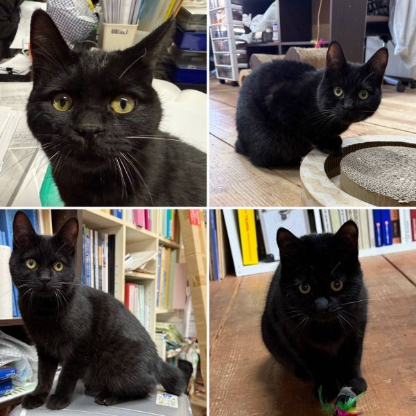 2026/2/26掲載 ■名前:成猫 25-C64■性別:オス■年齢:10ヵ月くらい■ノミダニ・寄生虫駆除済(アドボケート済)■血液検査済(猫エイズ・猫白血病共に陰性)■去勢手術済人馴れ、猫馴れしていますデレデレスリスリゴロゴロ他の猫にも自分から寄っていきますとにかく人懐っこくて可愛い子ですトイレも粗相なし猫じゃらしやネズミのおもちゃで一人遊びも上手です短いしっぽ初めて猫を飼う方にも飼いやすい子と思います子供さんがいるご家庭でもすぐに一緒に遊べそうです■連絡先月~金曜日 17:00~21:00土~日曜・祝日 7:00~21:00嵯峨 080-3489-9874※電話がつながらない場合は下記アドレスに希望の猫番号・お名前・お電話番号をご連絡お願いいたします 折り返しご連絡いたします ご連絡が翌朝になることがありますのでご了承ください saga.m-inunekoakita@ymobile.ne.jp